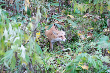 wild red fox in autumn, japan4
