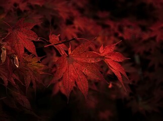 red japanese maple leaves with bokeh