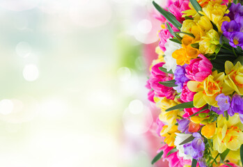 freesia and daffodil flowers border