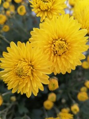yellow flowers in the garden