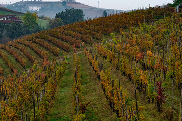 The vineyards in the Piedmontese Langhe: giometric games in the vineyards near Alba