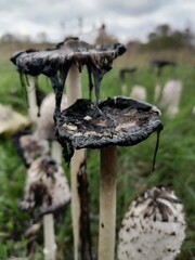 mushrooms in the forest