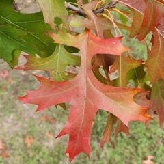 Fototapeta premium red maple leaf