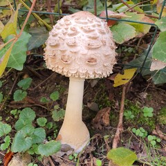 mushrooms in the forest