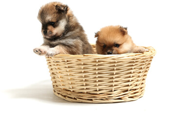 spitz puppies are in the wicker basket on white background