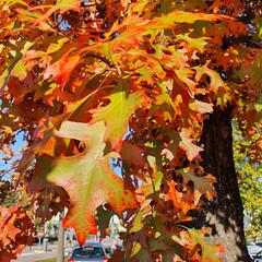 autumn leaves in the park