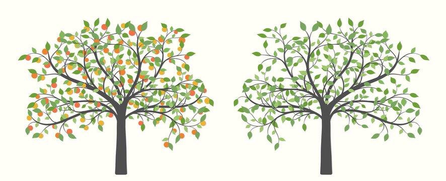 Tree with orange fruit and green leaves in two versions