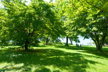Fototapeta na wymiar 屈斜路湖畔の緑