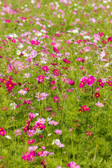 コスモス満開の花畑の風景