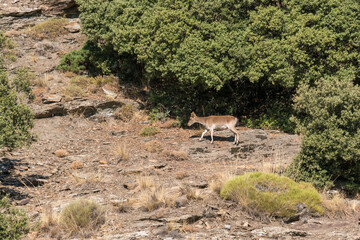 mountain goat on the side of a Sierra Nevada mountain