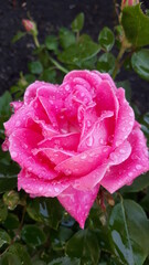 pink rose