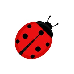 Cute red ladybug beetle insect in flat style on isolated on white background. Vector illustration