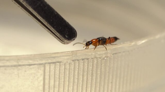Macro view of a rove beetle or commonly known as Tomcat, extreme close up clip of a Paederus insect.