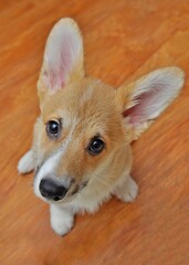 young corgi puppy sitting on the floor and looking up