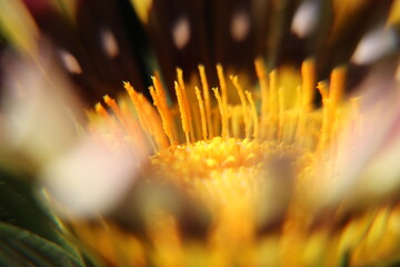 macro of a flower