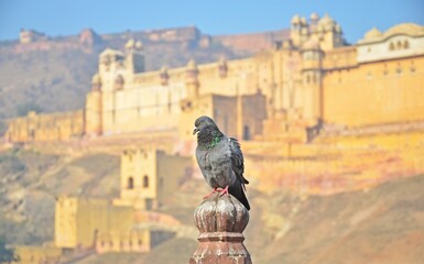 Amer Fort Unesco World Heritage Site Jaipur Rajasthan India