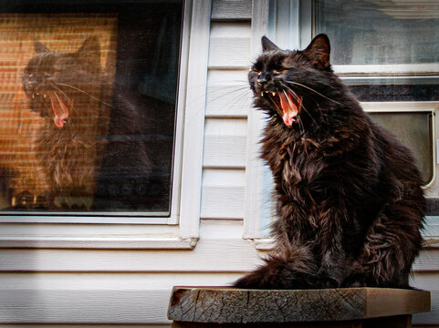 Chat qui baille avec sa r&eacute;flection