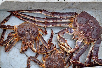 Close-up of three caught fresh big red Kamchatka crabs in a white plastic box on a fishing boat