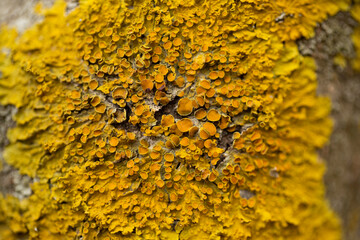 Yellow lichen on the bark of a tree. Macro shot. Selective focus.