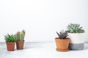 Various succulents in different pots on stone table indoor. Plant transplantation. Concept of indoor garden home