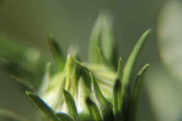 close-up flower bud
