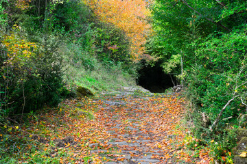 Forest tunnel entrance covered by red autumnal leaves