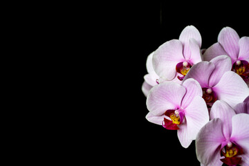 Fototapeta na wymiar Pink orchid flower isolated on black background. Soft purple blooms of Phalaenopsis which is also called Moth Orchid because of the shape of the petals.