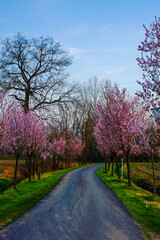 Obraz premium Colorful Cherry Blossom And Sakura Road in springtime . High quality photo