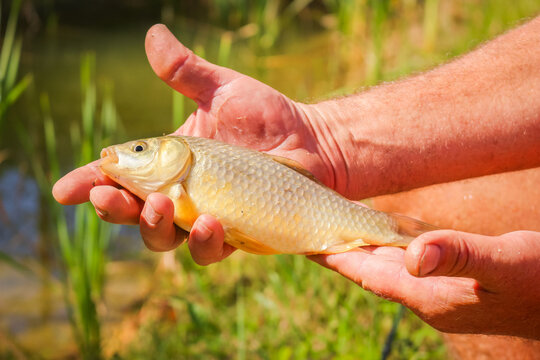 A fish, crucian, in the hand of a fisherman with a lake background.