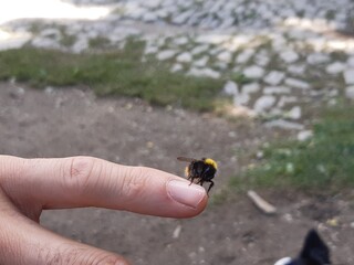 Primo piano di un ape appoggiata su un dito, animali e paesaggi in Italia
