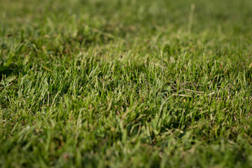 Background of green grass, shallow depth of field.