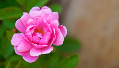 Fototapeta na wymiar Pink rose in the garden, Serro, Brazil