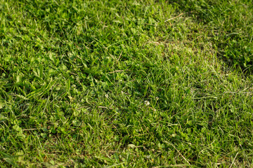 Background of green grass, shallow depth of field.
