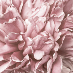 Beautiful peony pink flower bud macro petals for natural wallpaper with vintage effect