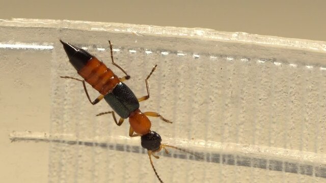 Macro view of a rove beetle or commonly known as Tomcat, extreme close up clip of a Paederus insect.
