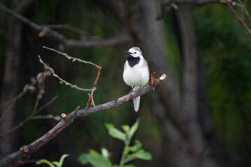A small bird sits on a tree branch in the forest. Background wallpaper.