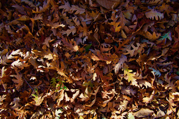 Colorful backround image of fallen autumn leaves perfect for seasonal use