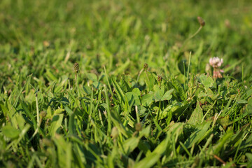 Background of green grass, shallow depth of field.