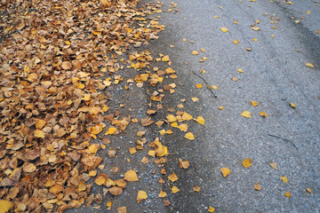 In autumn the yellow and dry leaves of poplar trees fell to the ground,
