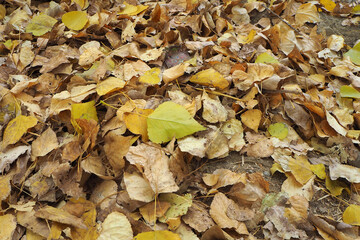 In autumn the yellow and dry leaves of poplar trees fell to the ground,