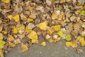 yellowed leaves in autumn, yellowed aspen leaves falling on the road,