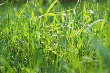 Background of green grass. Fresh grass and sunlight background close up. Space for text.