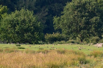 Landscape with rabbits and ducks, Coombe Abbey, England