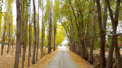 A walkway between poplar trees and yellowed poplar trees in autumn,
