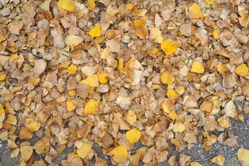 In autumn the yellow and dry leaves of poplar trees fell to the ground,