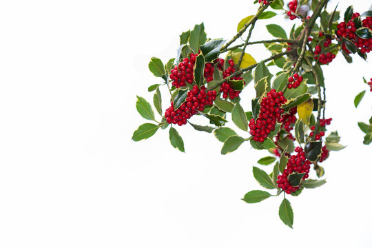 Red holly berry bunches with variegated leaves on branch isolated against white sky background. Festive winter Christmas foliage with copy space for text