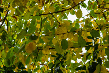 Leaves foliage of beech tree (Fagus sylvatica) turning from green to gold yellow during autumn fall season