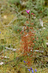 Drosera menziesii east of Pingelly, Western Australia