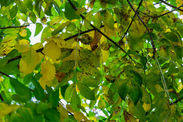 Leaves foliage of beech (Fagus sylvatica) and ash (Fraxinus) trees  turning from lime green to yellow during autumn fall season. Fresh natural beauty