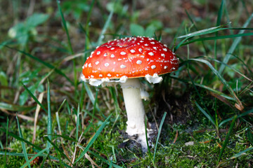 Fliegenpilz auf grüner Wiese im Wald